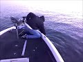 San Luis Reservoir Stripers 8/28
