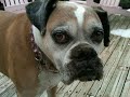 Bad Boxer Dogs! (I'm Gettin' Nuttin' for Christmas)