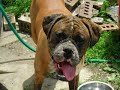 Bad Boxer Dogs! (I'm Gettin' Nuttin' for Christmas)