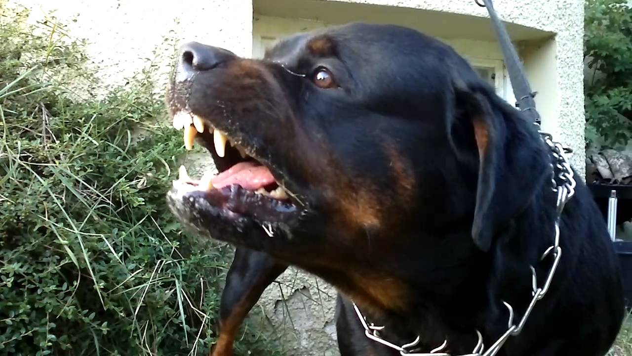 Big Rottweiler defends his territory - YouTube