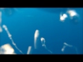 Spearfishing Wahoo - shark problems