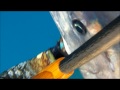 Spearfishing Wahoo - shark problems