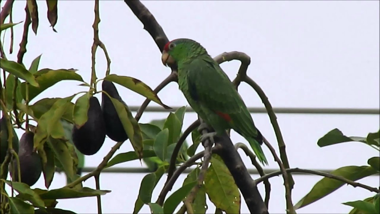 Parrots and Avocados YouTube