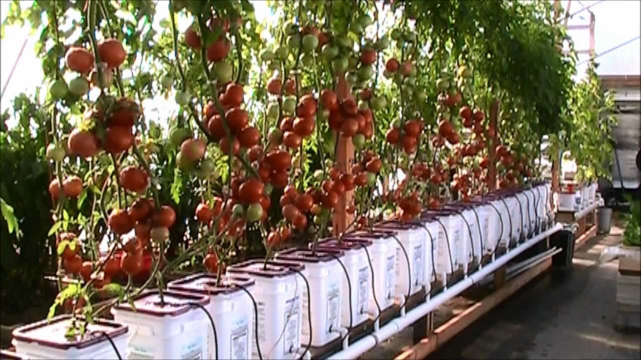 Dutch Bucket Hydroponic Tomatoes Lessons Learned and a