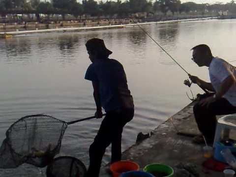 Ikan 7,5 kg juara 2 - YouTube