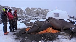 4 tonne elephant seals crush a cameraman's tent