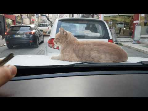 Do you mind if I drive my car? (Funny cat video)
