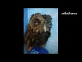 Animals Like Hair Dryers Compilation