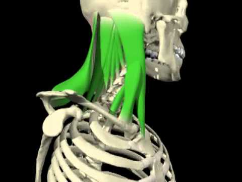Contralateral rotation of the head and cervical spine from 3D Anatomy