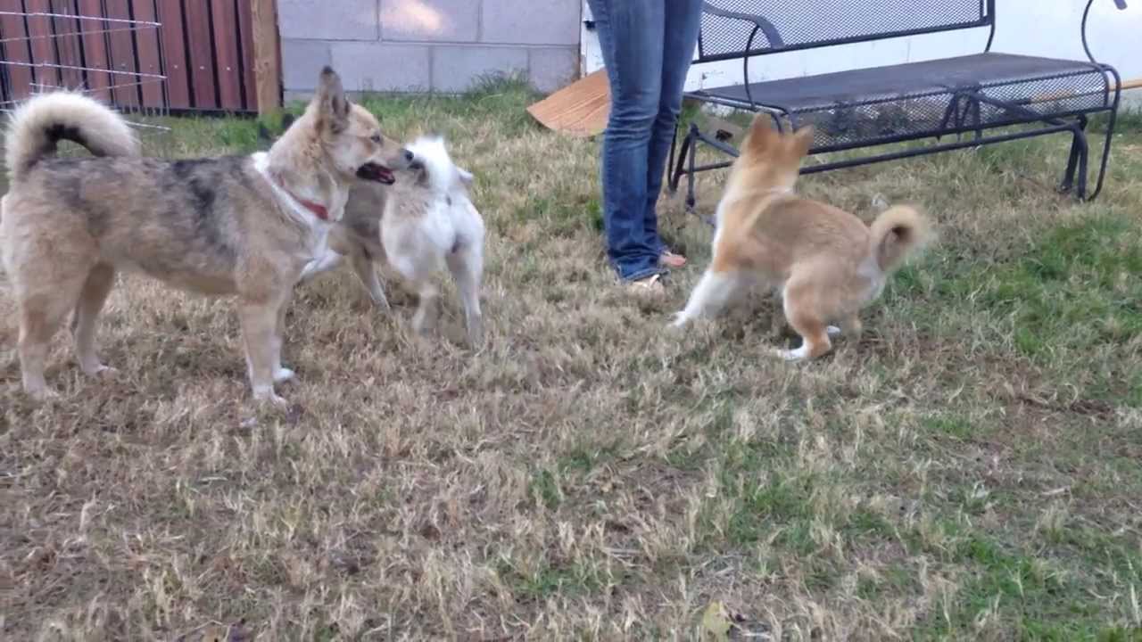 Mini Pomsky Full Grown Maxresdefault.jpg Mini Pomsky Full Grown Maxresdefault.jpg