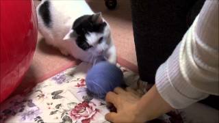 猫を甘く見た母　Mom underestimated cat.