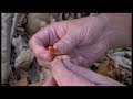 Blood Root