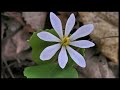 Blood Root
