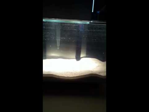 Fluval Edge - Saltwater conversion Day 1 - YouTube