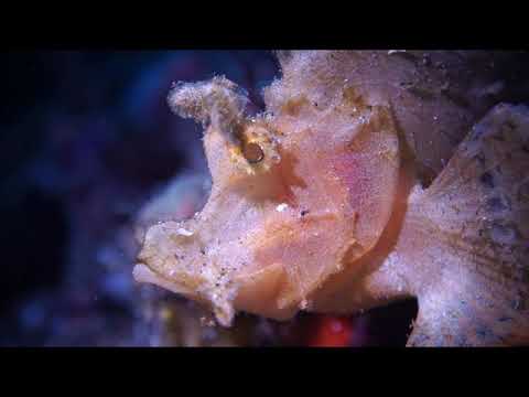 Funny Fish from lembeh