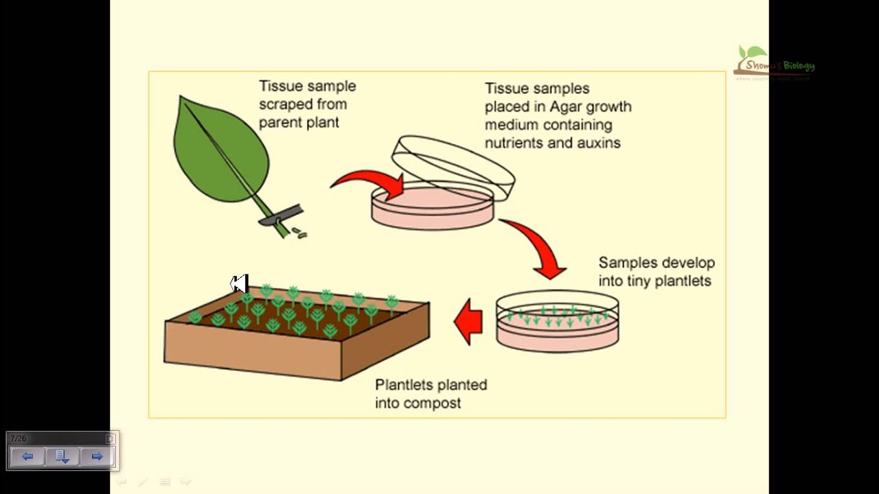 Plant tissue culture basics - YouTube