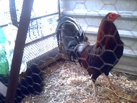 Chocolate Albany Gallo S | gallo albany chocolate consanguineo youtube Chocolate Albany Gallo S | gallo albany chocolate consanguineo youtube