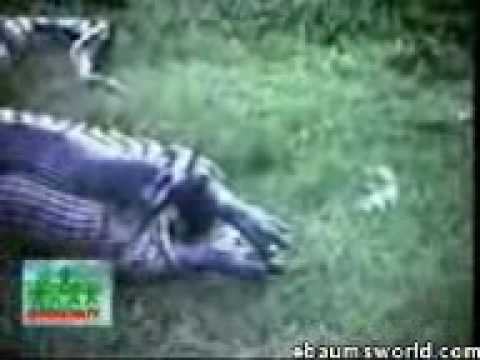 Anaconda telan badak - YouTube