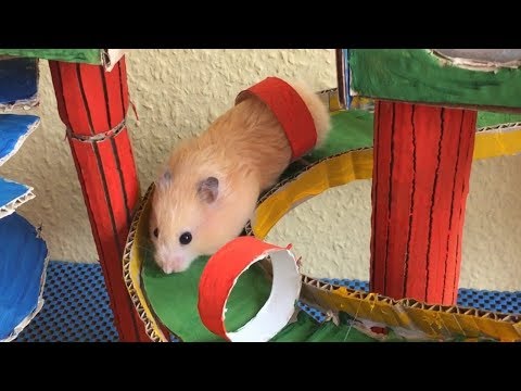 Funny Hamster Jerry running Maze with bridge