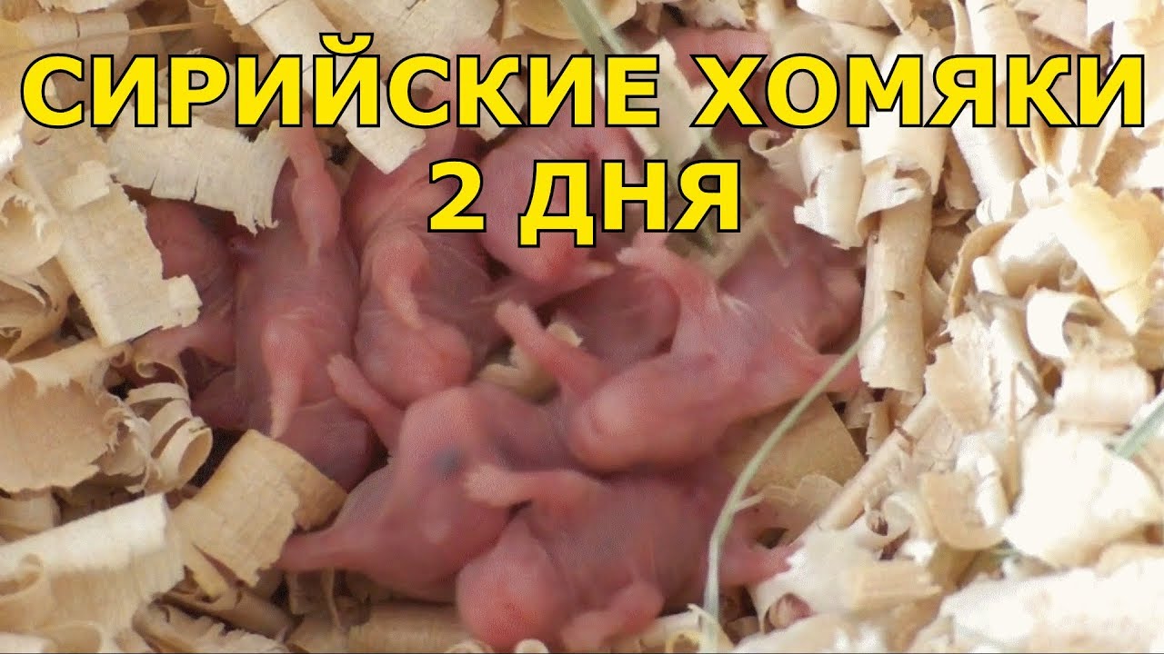 Как выглядит хомяк в 2 месяца сирийский