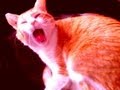 Chat qui miaule trop drole!!