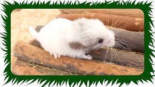 ANGRIFF der BABY CHINCHILLA - WARNUNG NIEDLICH