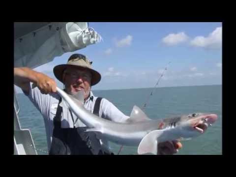 essex sea fishing bites 1- smoothounds