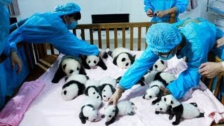 Giant panda cubs - no comment