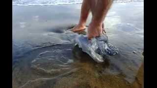 Aguaviva gigante. Playa de Las Canteras. Junio 2014.