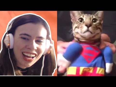 TRY NOT TO LAUGH CHALLENGE - FUNNY CATS FAILS COMPILATION