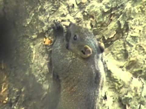 大林國中：松鼠吃白蟻 - YouTube pic