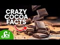 The Science of Chocolate