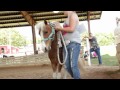 Miniature Horses | Farm Raised With P. Allen Smith