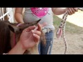 Miniature Horses | Farm Raised With P. Allen Smith