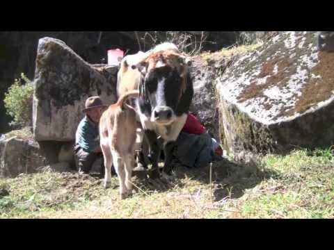 Milking in the Andes (Hongos, Peru)