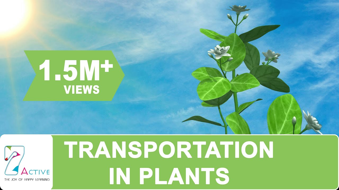 Transportation in Plants YouTube