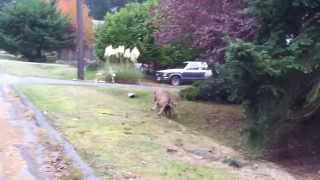 Deer Fight in Nanaimo