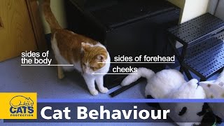 Body language in cats