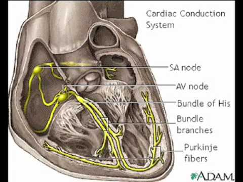 Cardiac conduction system Anatomy Video MedlinePlus - YouTube