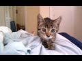 Kitten attack!