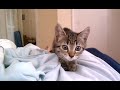 Kitten attack!
