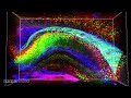 See-through brains