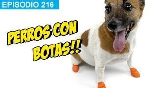 Perros con Botas!! l whatdafaqshow.com