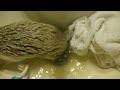 How to clean a Hedgehog!