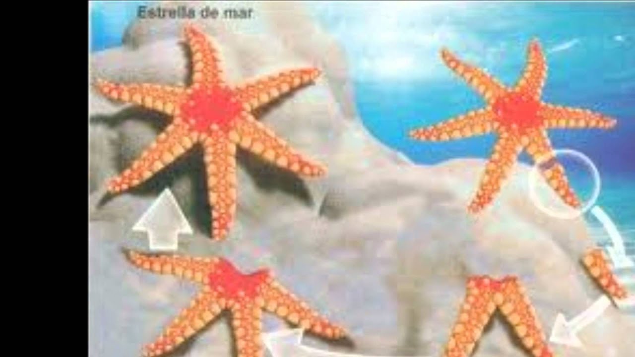 VIDEO REPRODUCCION video reproduccion: