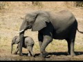 Thumbnail 1 for AFRICA SELVAGEM FAUNA E FLORA ANIMAIS Thumbnail 1 for AFRICA SELVAGEM FAUNA E FLORA ANIMAIS