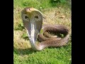 Thumbnail 2 for AFRICA SELVAGEM FAUNA E FLORA ANIMAIS Thumbnail 2 for AFRICA SELVAGEM FAUNA E FLORA ANIMAIS