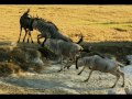 Thumbnail 3 for AFRICA SELVAGEM FAUNA E FLORA ANIMAIS Thumbnail 3 for AFRICA SELVAGEM FAUNA E FLORA ANIMAIS