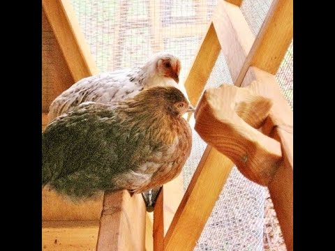 Beautiful Chicken Coops