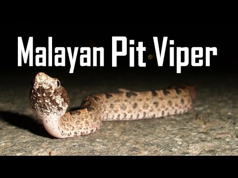 Image Result For Bali Wildlife Snakesa Image Result For Bali Wildlife Snakesa